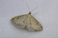 Anania fuscalis