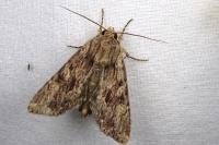 Apamea syriaca