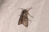 Cucullia xeranthemi