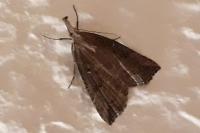 Hypena rostralis