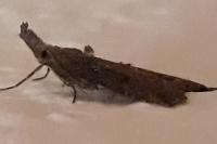 Hypena rostralis