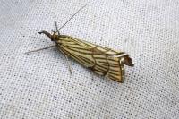 Chrysocramboides craterellus