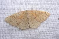Cyclophora porata