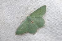 Hemithea aestivaria