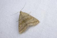Herminia tarsicrinalis