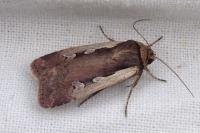 Ochropleura plecta