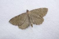 Philereme vetulata
