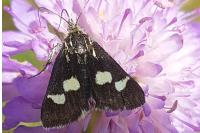 Eurrhypis pollinalis