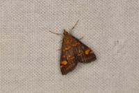 Pyrausta aurata