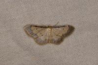 Idaea politaria