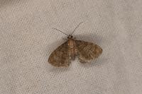 Eupithecia haworthiata