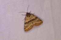 Synthymia fixa