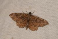 Philereme transversata