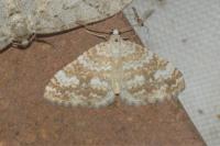 Perizoma flavofasciata