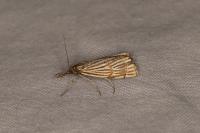 Chrysocrambus linetella
