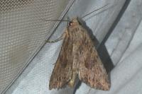 Apamea syriaca