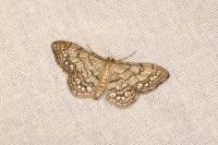 Idaea moniliata