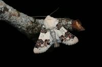 Enterpia laudeti