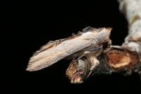 Cucullia lychnitis
