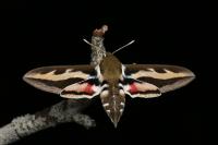 Hyles gallii