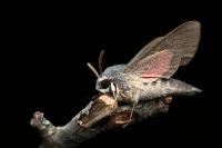 Hyles vespertilio