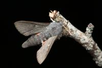 Hyles vespertilio