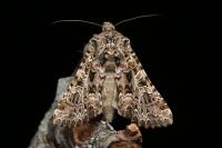 Hadena perplexa
