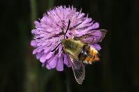 Hemaris tityus