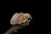 Phyllodesma tremulifolia