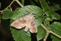 Laothoe populi