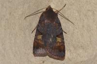Diarsia brunnea
