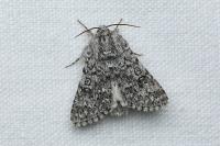 Acronicta euphorbiae