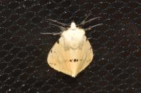 Spilarctia lutea