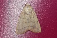 Charanyca trigrammica