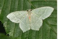 Hemithea aestivaria