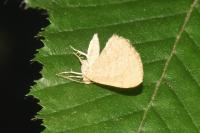 Euchoeca nebulata
