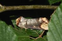 Phalera bucephala