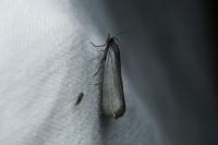 Lymphia chalybella