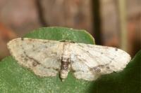 Idaea dimidiata