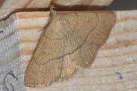 Paracolax tristalis