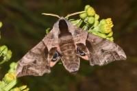 Smerinthus ocellatus ocellatus