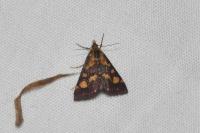 Pyrausta purpuralis