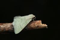 Pseudoterpna pruinata