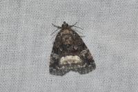 Deltote pygarga