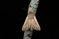 Leucania comma