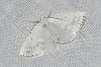 Lomographa temerata
