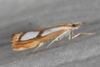 Catoptria gr. permutatellus