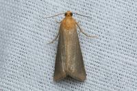 Eurhodope cirrigerella