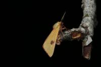 Diacrisia sannio