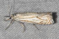 Crambus lathoniellus